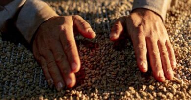 Brasil poderá ter novo recorde na produção de grãos na safra 2024/2025