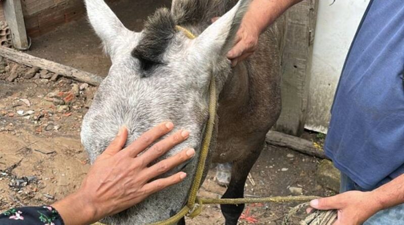 Polícia Civil prende homem por maus-tratos a cavalo