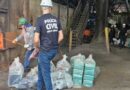 Polícia Civil de Minas incinera cerca de 1,8 tonelada de drogas em Divinópolis