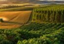 Agro é artilheiro da economia de Minas