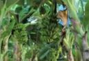 Produção de frutas avança na Zona da Mata