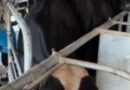 Potência leiteira enfrenta saída de produtores