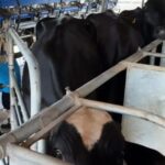 Potência leiteira enfrenta saída de produtores