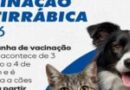 Prefeitura de Itabira inicia vacinação antirrábica com previsão de imunizar mais de 10 mil animais