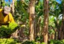 Fruticultura avança em Minas Gerais